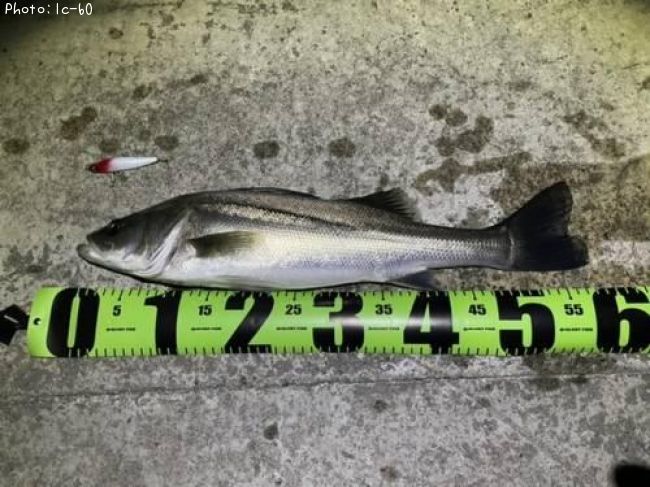 �����Х�