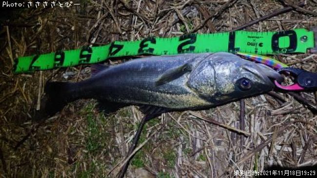 �����Х������Υ���