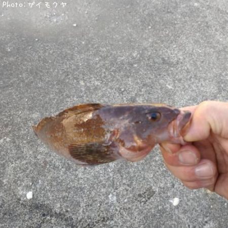 �����ʥ�