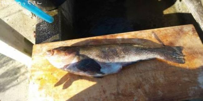 �����ʥ�