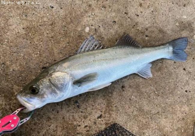 �����Х�