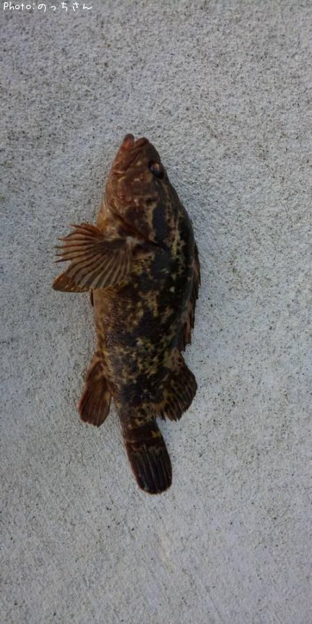 �٥å�������