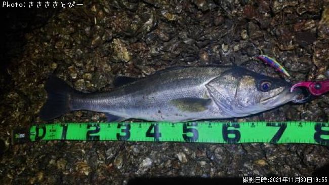 �����Х�