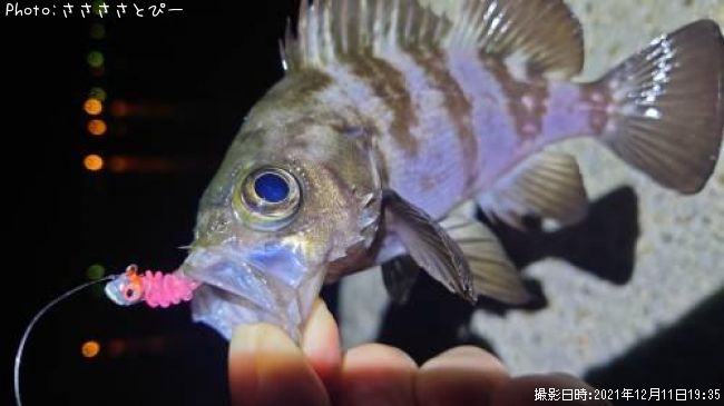 ��Х������