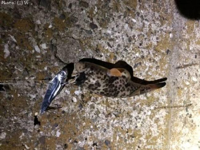 �����ա�