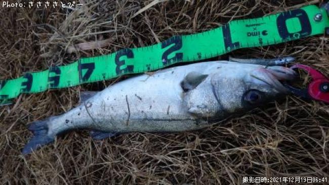 �����Х�������