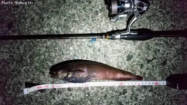 �ɥ󥳡ʥ������������ʥ��