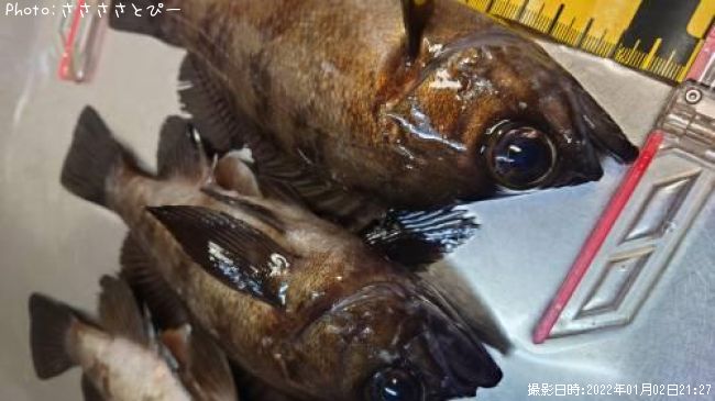 ��Х�������Х�������