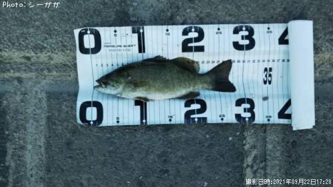 ���⡼��ޥ���