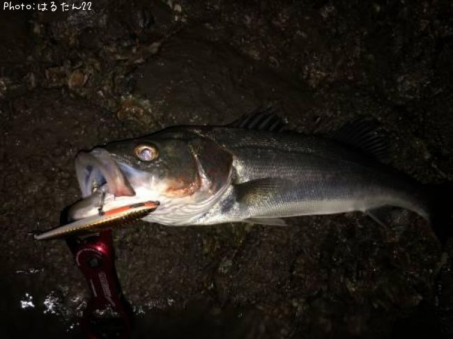 �����Х�