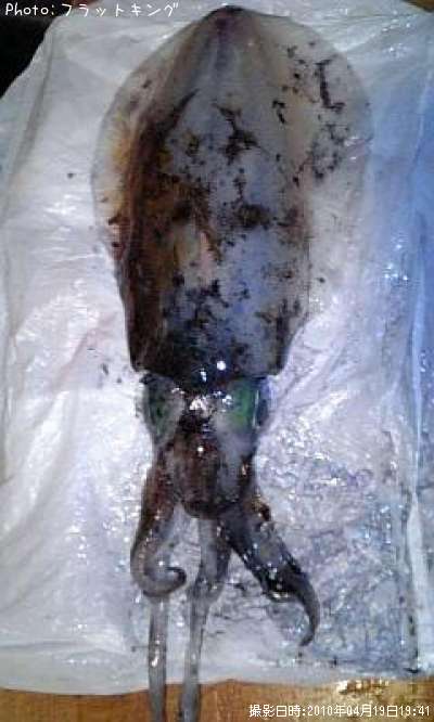 �����ꥤ��