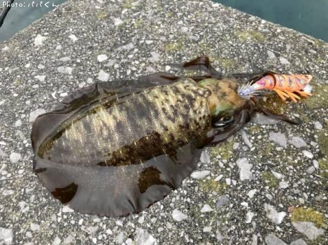 �����ꥤ��