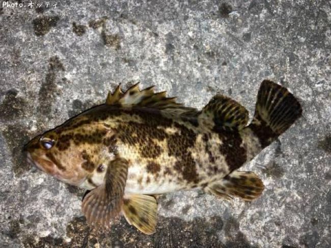 �٥å�������