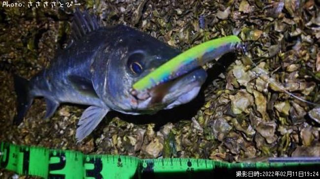 �����Х�