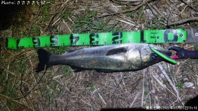 �����Х�