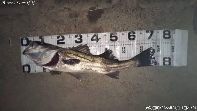 �����Х�