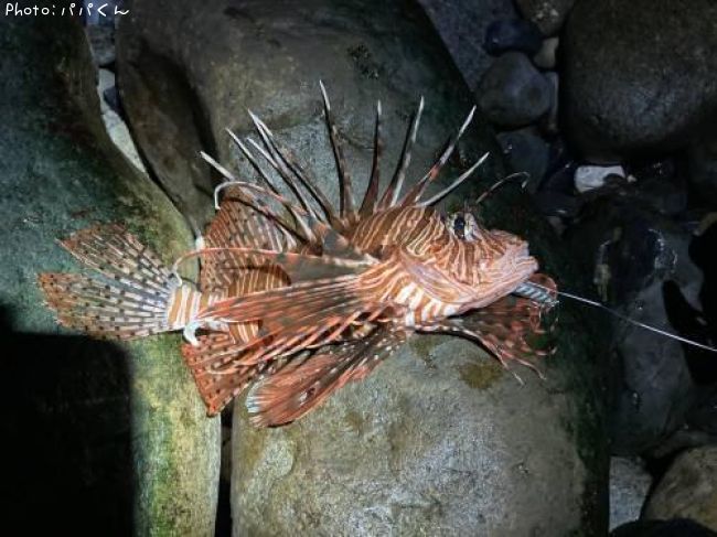 �ߥΥ�����