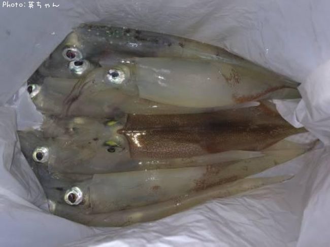 ��ꥤ����