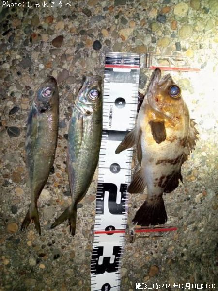 ��Х������