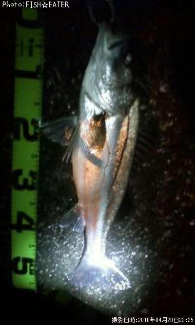 �ޥ륹����