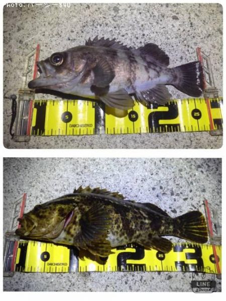 ��Х롢�����Υ���Х�