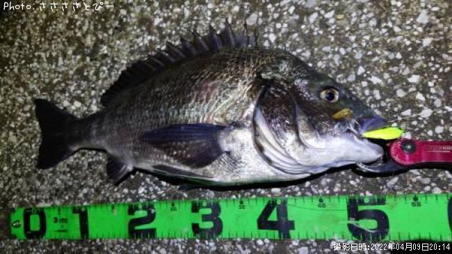 �������������ʤ�