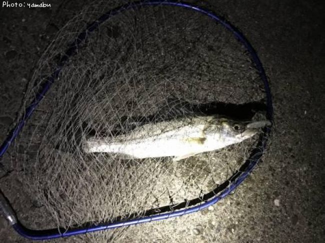 �����Х�