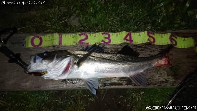 �����Х������ӥ졩