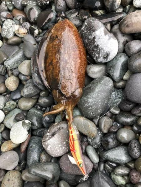 ���ߥ���