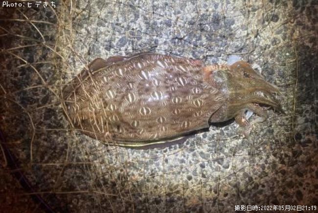 ��󥴥�����