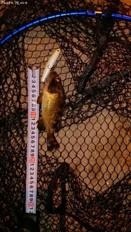 ������Х�