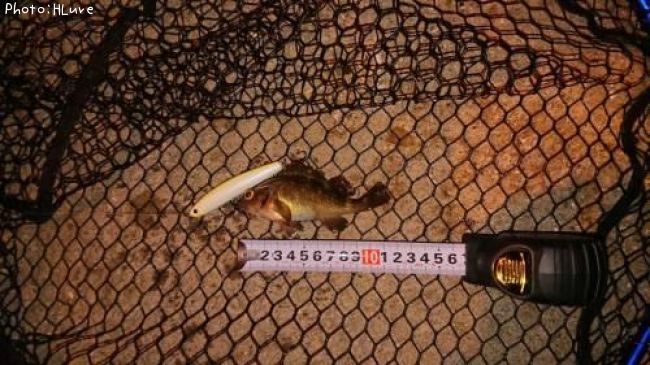 ������Х�