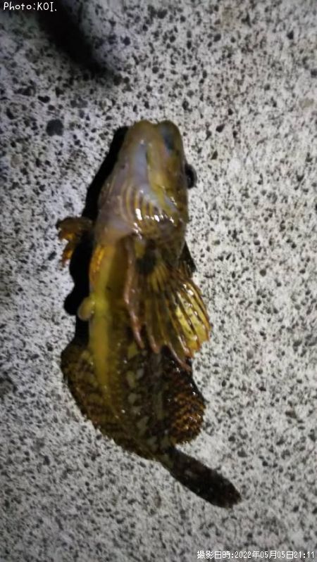 ���ʥϥ���