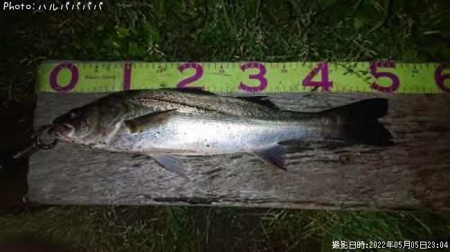 �����Х�����������