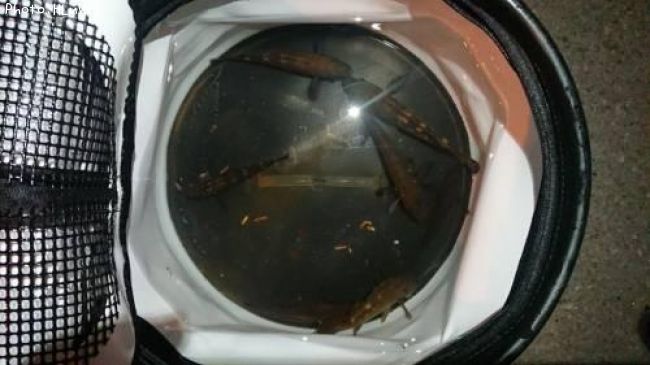 ������Х�