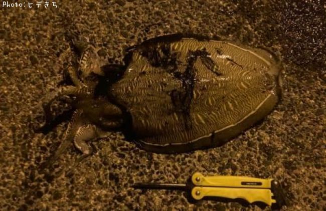 ��󥴥�����