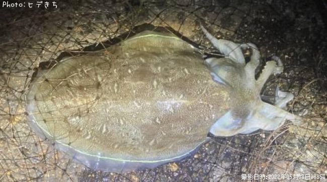 ��󥴥�����