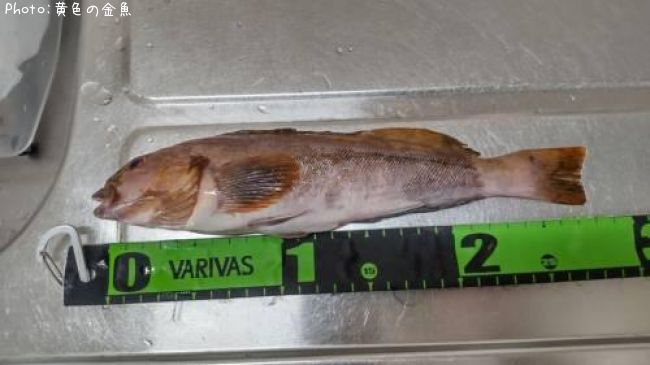 �����ʥ�