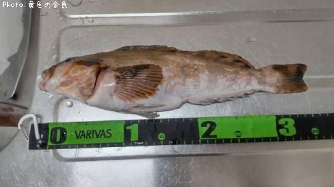 �����ʥ�