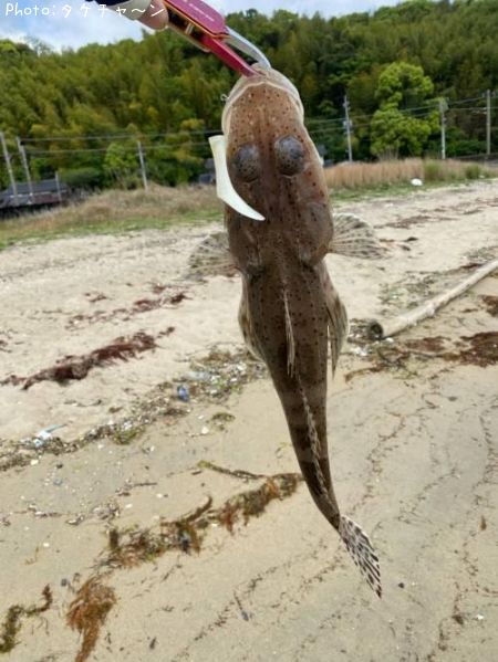 ���ͥ���