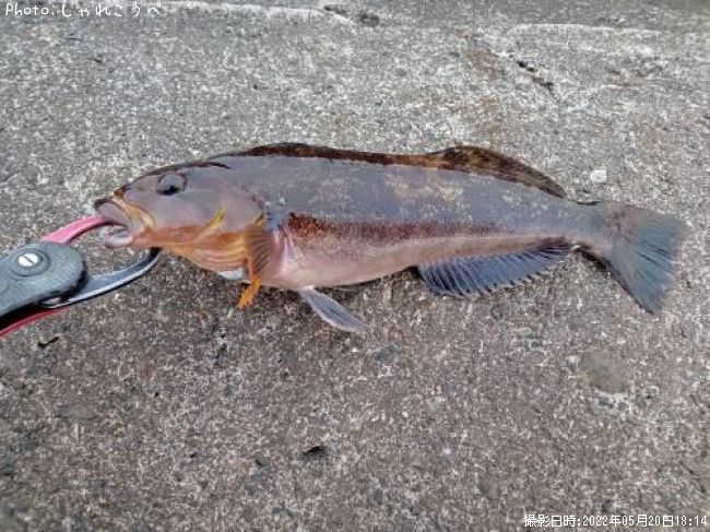 �����ʥ�