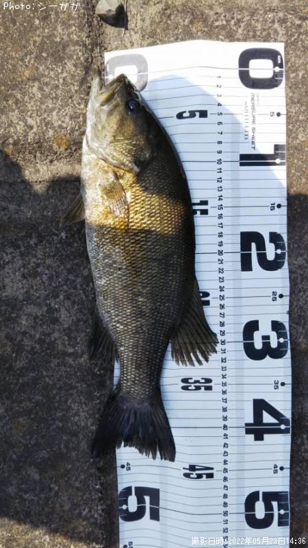 ���⡼��ޥ���