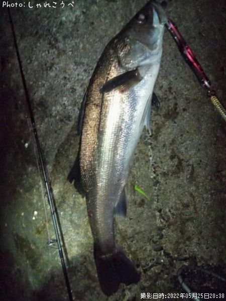 �����Х�