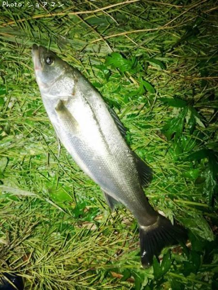 �����Х�