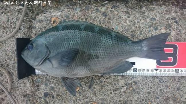 �����᥸��