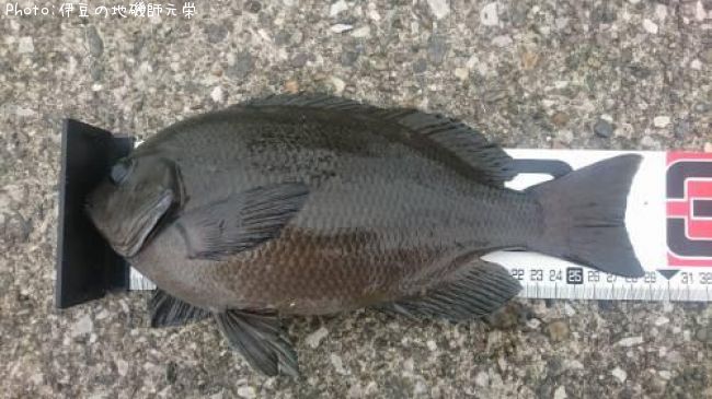 �����᥸��