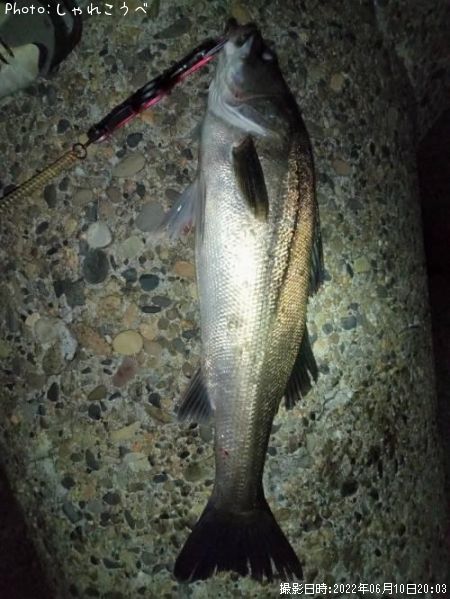 �����Х�