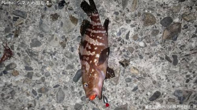 �����ϥ�