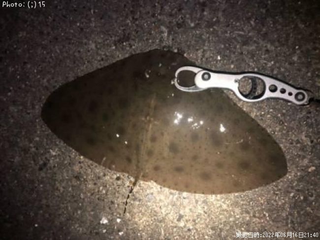 �ĥХ�������