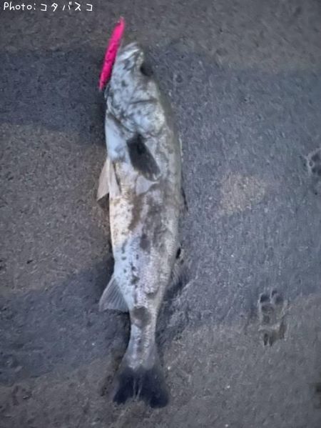 �����Х�